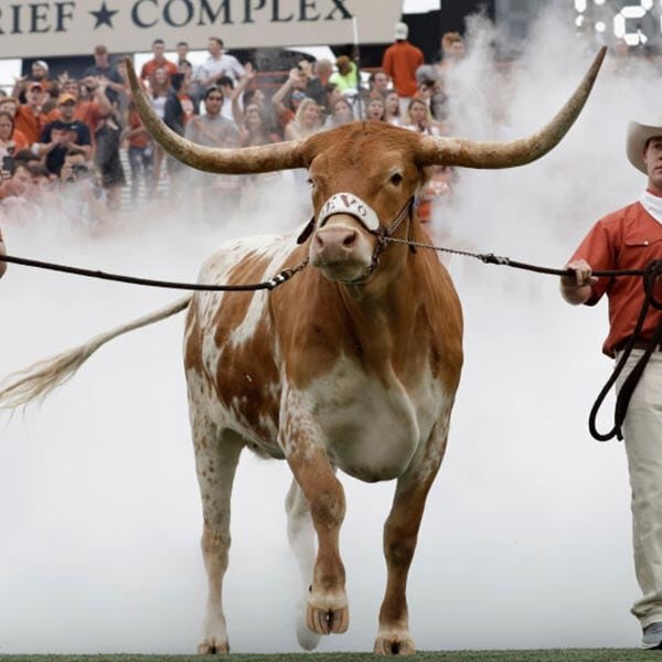 Bevo the Longhorn