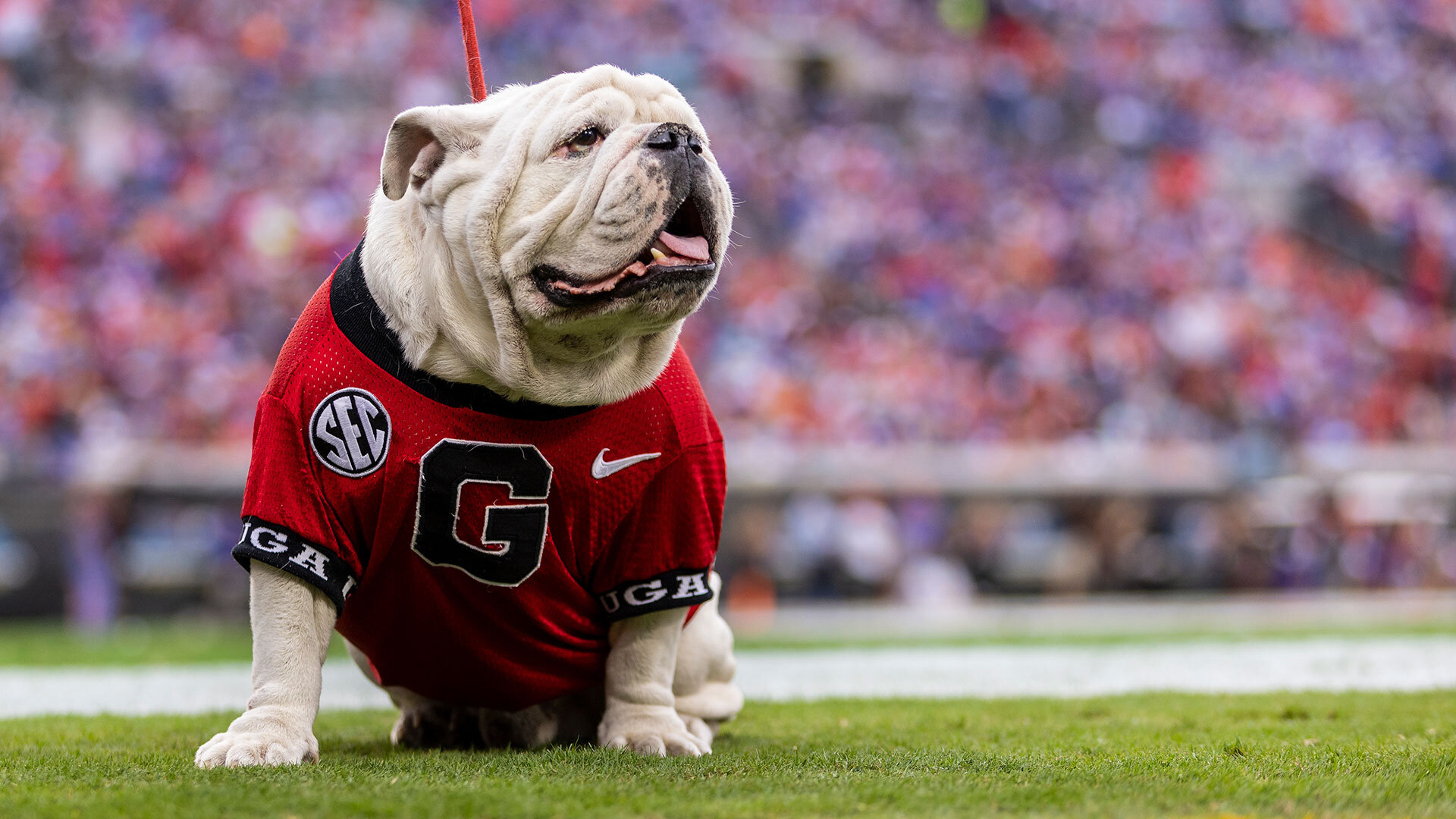 JACKSONVILLE, FLORIDA - OCTOBER 29: Mascot Uga of the Georgia Bulldogs waits on the sideline during the first half of a game against the Florida Gators at TIAA Bank Field on October 29, 2022 in Jacksonville, Florida. (Photo by James Gilbert/Getty Images)